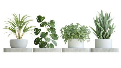 Obraz premium Plants in 3d rendering. Beautiful plant isolated on white background PNG