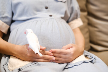Pregnant woman holding a white java sparrow in her hands
