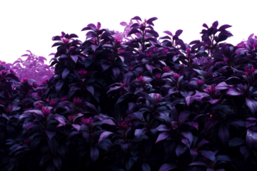 Vibrant purple foliage with bright floral accents in daylight