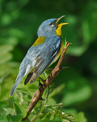 Northern Parula on a branch