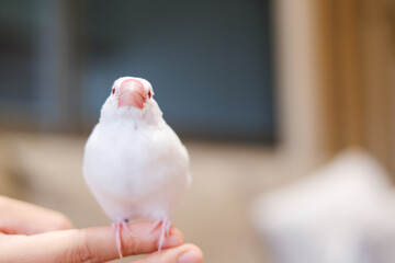 white java sparrow small bird in hand-riding