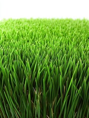 Fototapeta premium Close up of vibrant green grass blades filling the frame in a bright studio shot for a fresh spring background