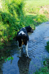 Vache au frais au milieu du ruisseau.