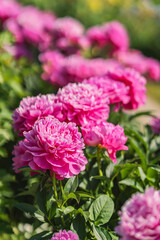 Row of pink peonies, summer landscape, vertical natural background, selective focus. Peonies express joy, floral abundance, vivid nature scene