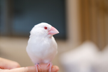 white java sparrow small bird in hand-riding