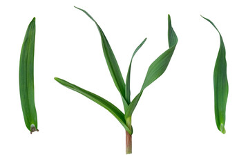 Several garlic leaves isolated on transparent background.