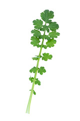 Naklejka premium Celandine plant with green leaves and stem. Isolation on transparent background.