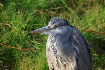 blue heron