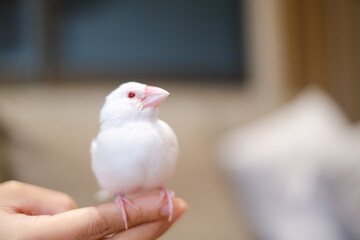 white java sparrow small bird in hand-riding