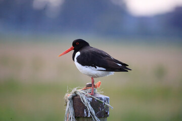 Eurasian oystercatcher