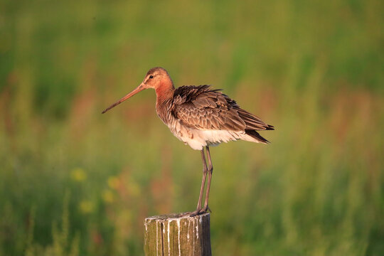 Black-tailed godwit