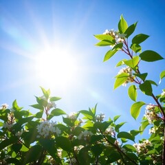 Obraz premium Low angle view of blooming white flowers and green leaves against a bright sunny blue sky.