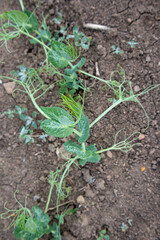Young pea plants growing in dry soil in a vegetable garden