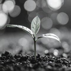 Small Green Plant Sprouting , growing from Soil
