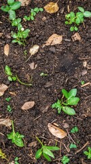 Overhead view of garden soil with young plants and fallen leaves in natural light for agriculture or gardening concepts