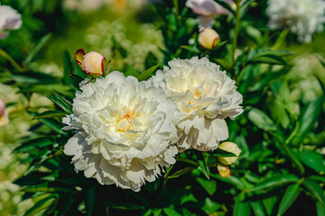 White peonies burst into bloom with voluminous ruffled petals shining in summer light. White...