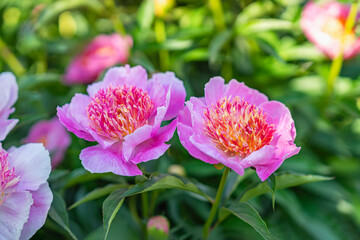 Romantic pink peony blossoms growing in garden. Close-up of blooming peonies reveals ruffled pink...