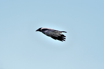 The crow pursues its prey with all its might.