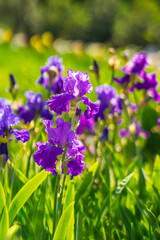 Blue iris flowers in garden on summer sunny day. Iridaceae family. Vivid purple irises blooming in bright green meadow under daylight. Irises convey elegance, natural energy, spring freshness