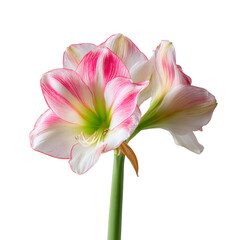 Beautiful Striped Amaryllis Flower