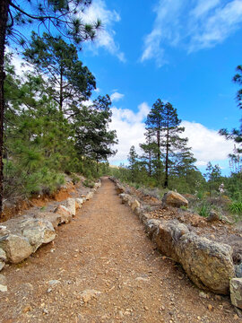 View from a hiking trail through the pine forest in El Contador Recreational Area near Arico village, Tenerife,Canary Islands,Spain.