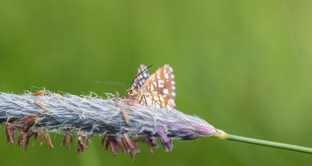 Latticed heath, chiasmia clathrata moth sitting on grass stem. Macro butterfly, animal background