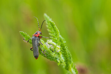 Soldier beetle, cantharis fusca beetle sitting on plant. Macro wildlife animal background