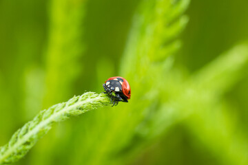 Ladybug, coccinella septempunctata beetle on grass stem. Macro animal background
