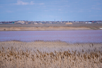 pink salt lake close up on sunny spring day