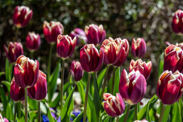 tulip field close up on sunny spring day