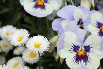 Fototapeta premium floral background, colorful beautiful flowers