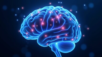 Schematic diagram of the human brain