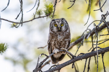 Boreal owl (Aegolius funereus) in forest