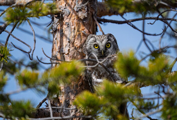 Boreal owl (Aegolius funereus) in forest