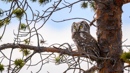 Boreal owl (Aegolius funereus) in forest