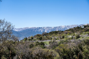 still life with flowers close-up on a sunny spring day