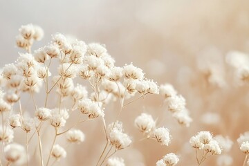 Baby's Breath Flowers Creamy Backdrop, Tiny White Blooms Against Soft Focus Background