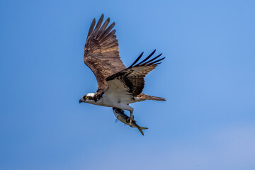 osprey in flight