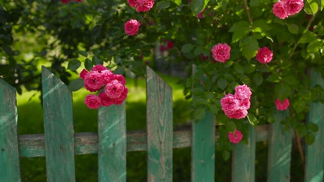 A pink rose. A bush of pink Laguna roses. Cultivation of Super Excelsa roses.	
