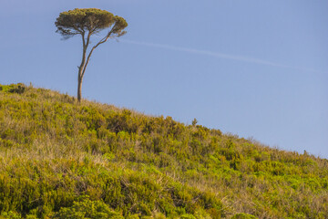 Stone pine tree growing on a hill in tapada nacional de mafra, portugal