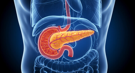 Human Pancreas Anatomy: Detailed 3D Medical Illustration