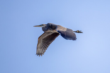 heron in flight