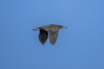 Obraz premium green heron in flight
