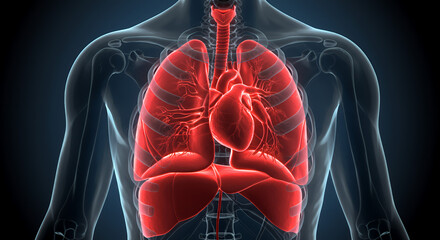 Glowing Red Lungs and Heart in 3D Rendered Thoracic Cavity