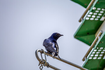 bird on a branch