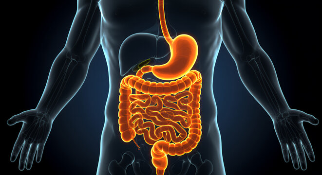 Detailed 3D Render of Illuminated Human Digestive System