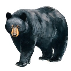 Fototapeta premium Realistic Illustration of a Black Bear in a Natural Pose