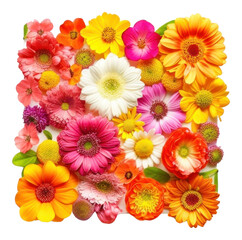 Fototapeta premium PNG Flat flower dice icon shape nature petal plant.