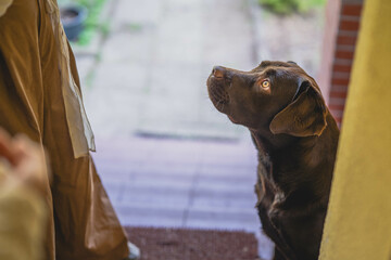 Brown Labrador looks at his owner and waits for a reward.