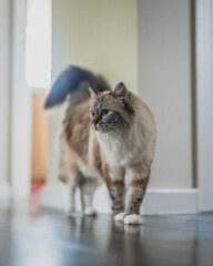 Ragdoll cat in a gray hallway.